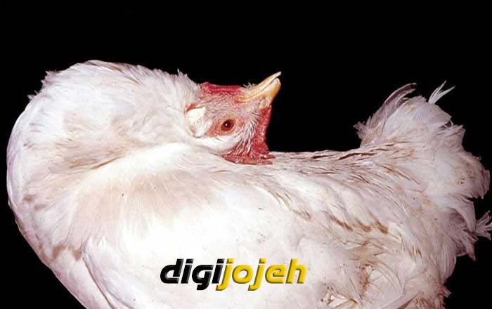 حفاظت مرغ ها از بیماری نیوکاسل