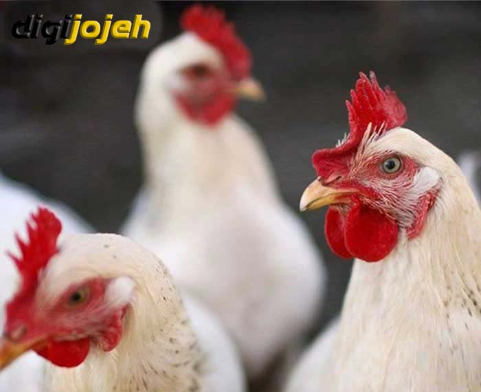 حفاظت مرغ ها از بیماری نیوکاسل