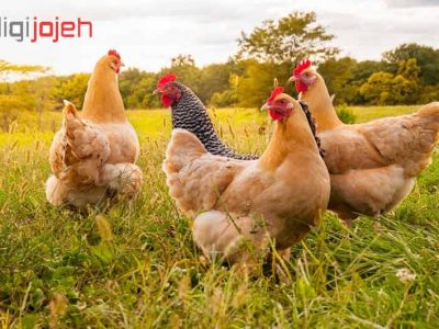 50 واقعیت در مورد مرغ ها
