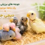 طوطی برزیلی سرلاکی دیجی جوجه