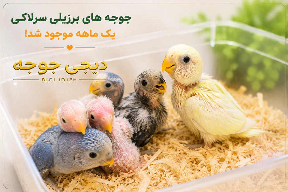 طوطی برزیلی سرلاکی دیجی جوجه