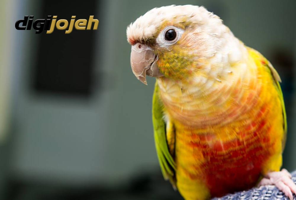 طوطی-گرینچیک-سرلاکی